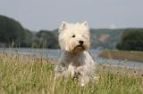 WESTIE 408